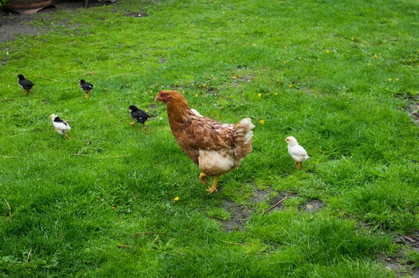 Hühner Spazieren Durchs Gras — Stockfoto