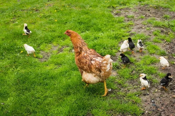 Chicken Walk Grass — Stock Photo, Image