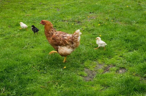chicken walk through the grass