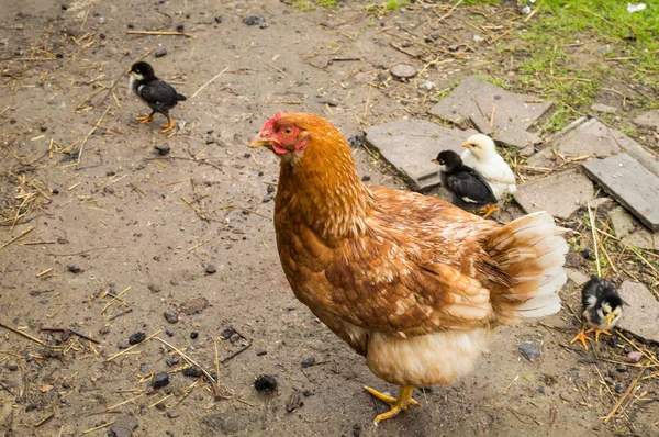 Chicken Walk Grass — Stock Photo, Image