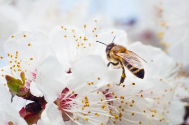 Arı beyaz bir çiçekten bal toplar.