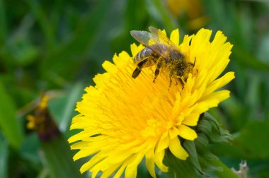 Parlak arı sarı bir çiçekbal toplar