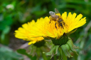 Parlak arı sarı bir çiçekbal toplar