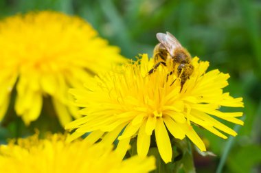Parlak arı sarı bir çiçekbal toplar
