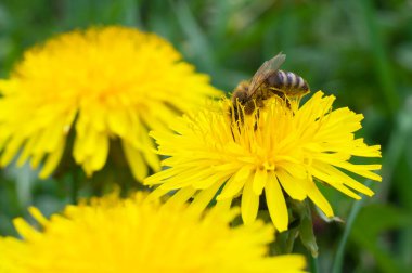 Parlak arı sarı bir çiçekbal toplar