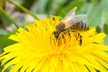 Parlak arı sarı bir çiçekbal toplar