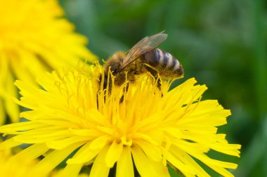 Parlak arı sarı bir çiçekbal toplar