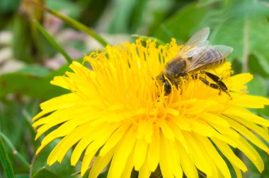 Arı bal makroları toplar