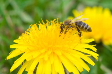 Arı bal makroları toplar