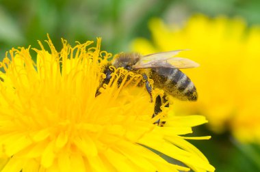 Arı bal makroları toplar
