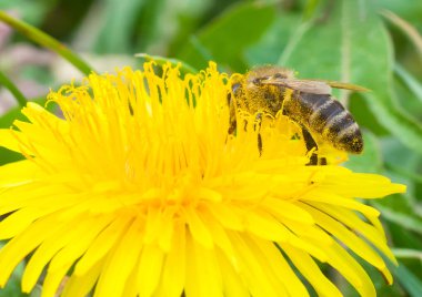 Arı bal makroları toplar