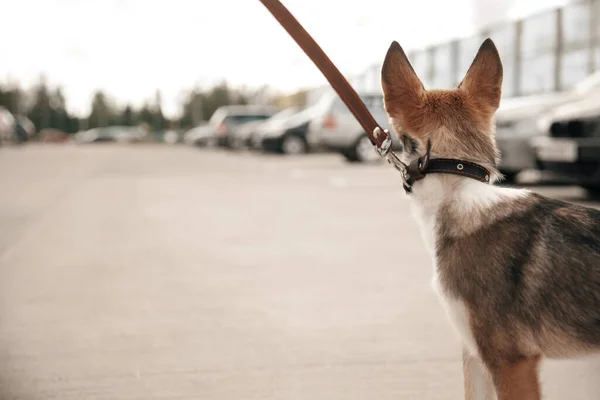 Hunden Går Koppel Hund Står Gatan — Stockfoto