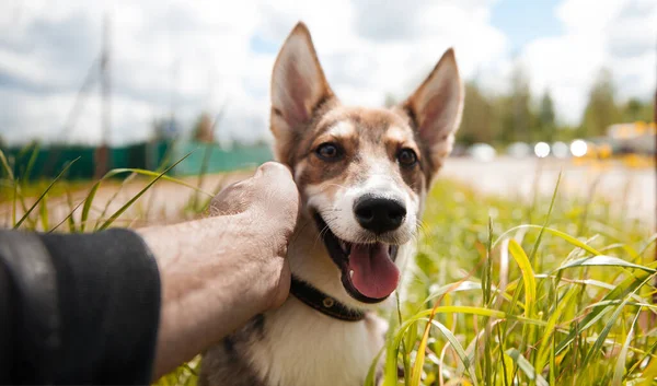 Hund Gräset Glad Hund Går — Stockfoto