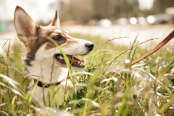 Собака Лежит Траве — стоковое фото