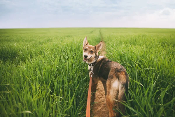 綱の上に犬 犬は道に立っている バックビュー — ストック写真