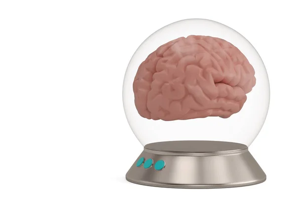 Campana de cristal con base y cerebro aislado sobre fondo blanco 3D —  Fotos de Stock