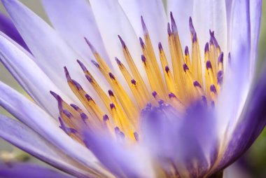 Su zambağı makrosu, lotus çiçeklerinin ekstrem makrosu arka plan dokusu.