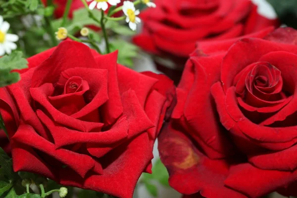 Макро Снимок Красной Розы Крупным Планом Макро Снимок Красной Розы — стоковое фото
