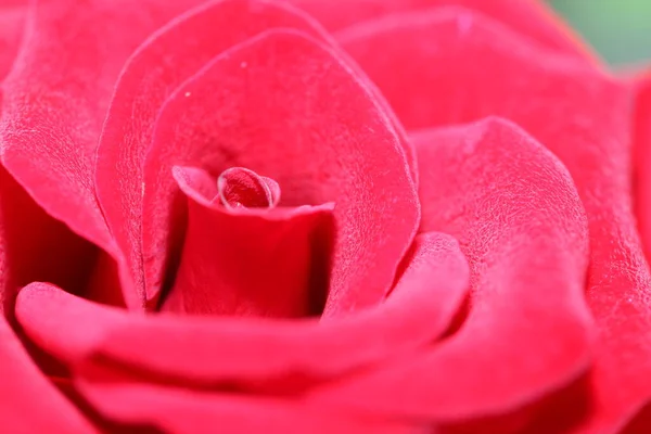 Primer Plano Macro Una Rosa Roja Macro Shot Red Rose — Foto de Stock