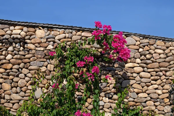 Pink flower on the stone wall, Stone wall under blue sky.