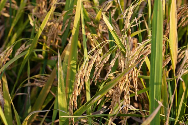 Zralá Rýže Pozadí Rýžového Pole — Stock fotografie