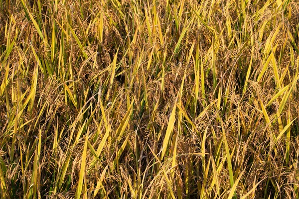 Olgun pirinç, pirinç tarlasının arka planı..
