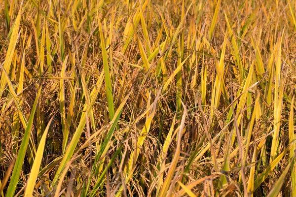 Olgun pirinç, pirinç tarlasının arka planı..