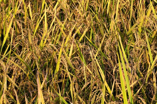 成熟的水稻 稻田的背景 — 图库照片