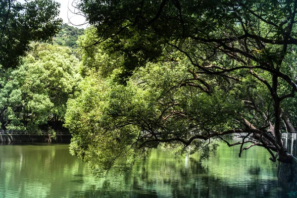 アジア庭園 中国庭園 日本庭園 湖の上の木 — ストック写真