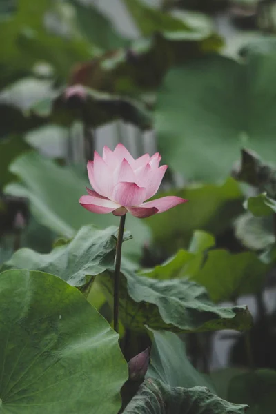 Бутон Лотоса Flower Background Является Лотос Лист Цветок Лотоса Бутон — стоковое фото