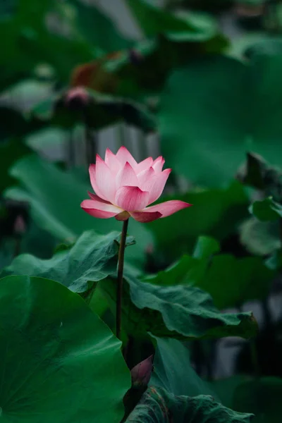 Бутон Лотоса Flower Background Является Лотос Лист Цветок Лотоса Бутон — стоковое фото