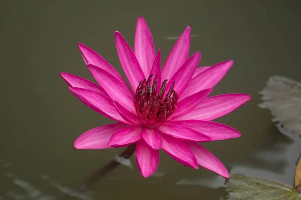 Close Pink Color Fresh Lotus Blossom Water Lily Flower Blooming — Stock Photo, Image