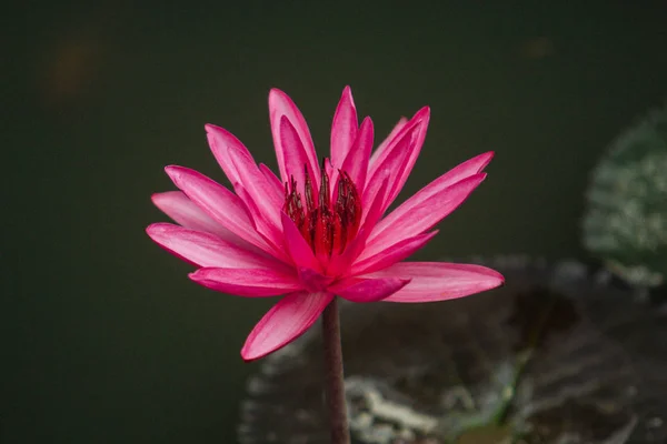 Закрыть Розовый Цвет Свежий Цветок Лотоса Водяной Цветок Лилии Цветущий — стоковое фото