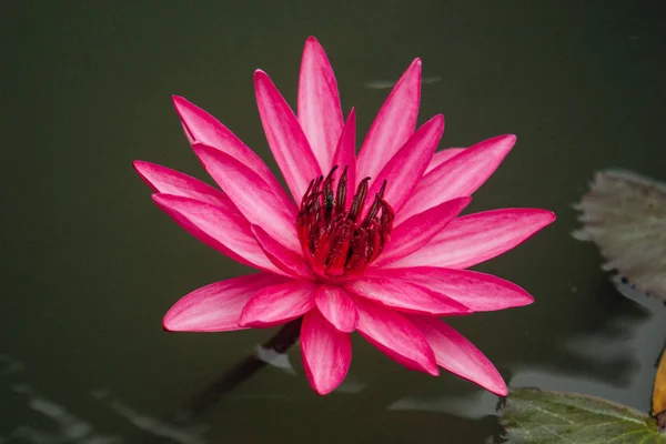 Close Pink Color Fresh Lotus Blossom Water Lily Flower Blooming — Stock Photo, Image