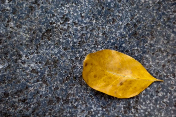 yeşil ağaç arkaplanı, otomatik arkaplan, kısayol biçimi