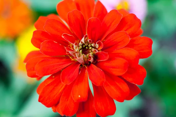 HANOI, VIETNAM - 21 Ağustos 2020 'de Hanoi, Vietnam' da sabah erken saatlerde satıcı için küçük bir pazar. Vietnam çiçekçisi satıcısı. içinde