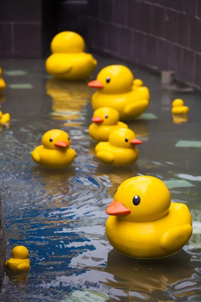 Brinquedo Pato Engraçado Fundo Piscina Limpa Azul Fotos De Bancos De Imagens Sem Royalties