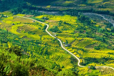 Laocai Vietnam çeltik tarlaları, teras kültürü, Sapa, Vietnam