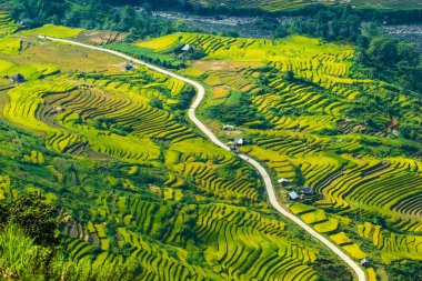Laocai Vietnam çeltik tarlaları, teras kültürü, Sapa, Vietnam