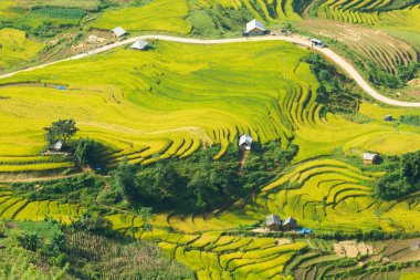 Laocai Vietnam çeltik tarlaları, teras kültürü, Sapa, Vietnam