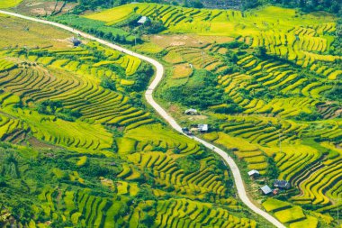 Laocai Vietnam çeltik tarlaları, teras kültürü, Sapa, Vietnam