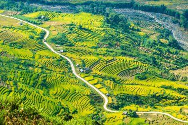 Laocai Vietnam çeltik tarlaları, teras kültürü, Sapa, Vietnam