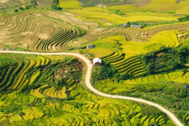 Laocai Vietnam çeltik tarlaları, teras kültürü, Sapa, Vietnam