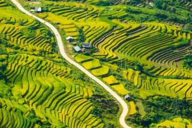 Laocai Vietnam çeltik tarlaları, teras kültürü, Sapa, Vietnam