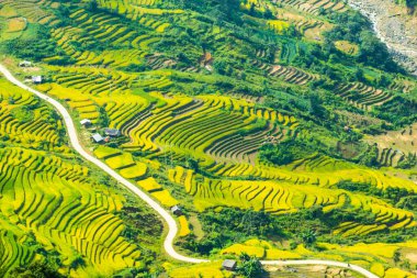 Laocai Vietnam çeltik tarlaları, teras kültürü, Sapa, Vietnam