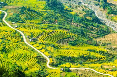 Laocai Vietnam çeltik tarlaları, teras kültürü, Sapa, Vietnam