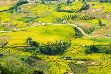 Laocai Vietnam çeltik tarlaları, teras kültürü, Sapa, Vietnam