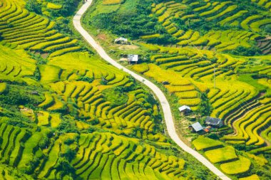 Laocai Vietnam çeltik tarlaları, teras kültürü, Sapa, Vietnam