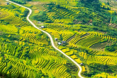 Laocai Vietnam çeltik tarlaları, teras kültürü, Sapa, Vietnam