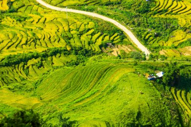 Laocai Vietnam çeltik tarlaları, teras kültürü, Sapa, Vietnam